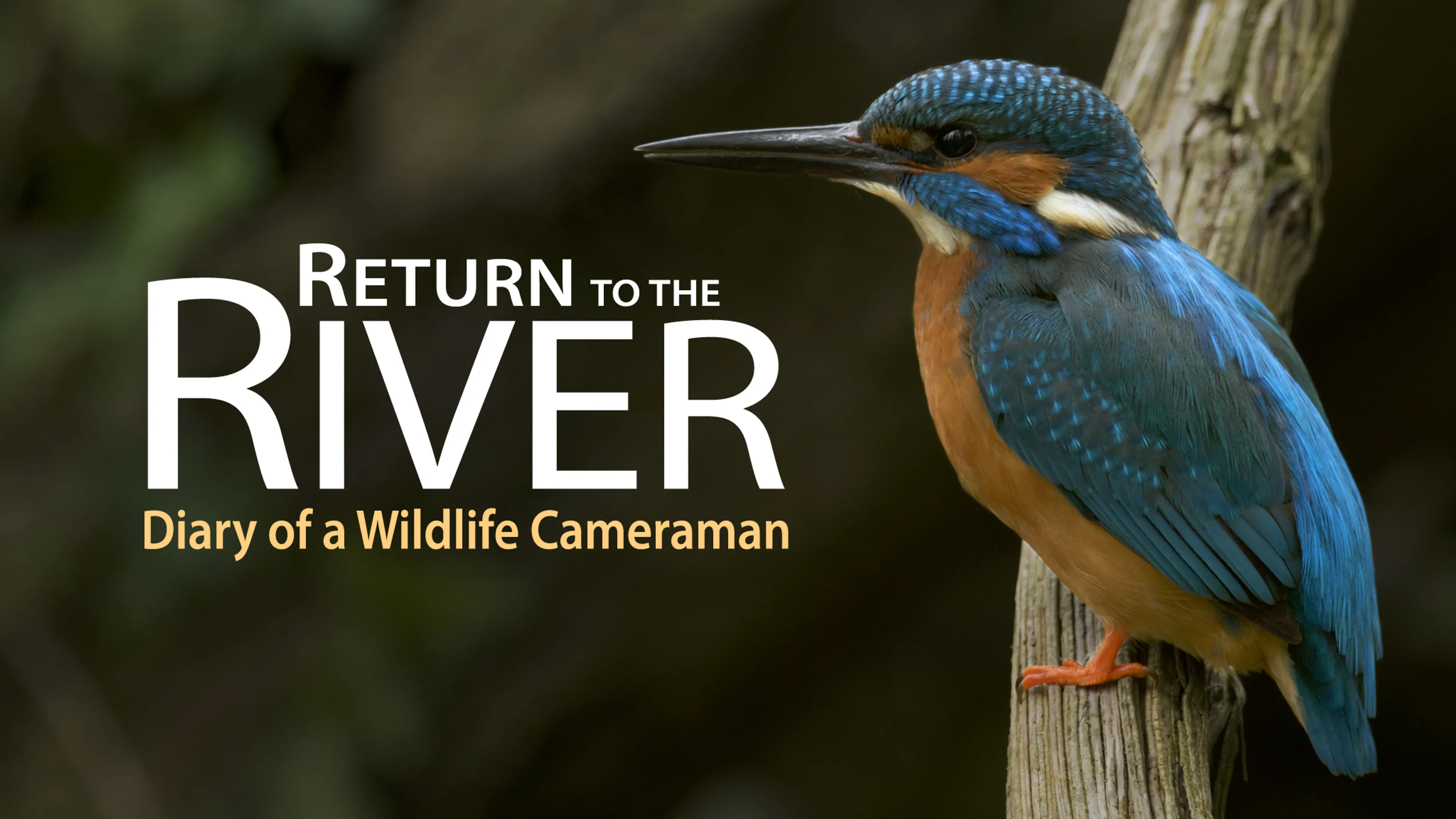 Return to the River: Diary of a Wildlife Cameraman poster